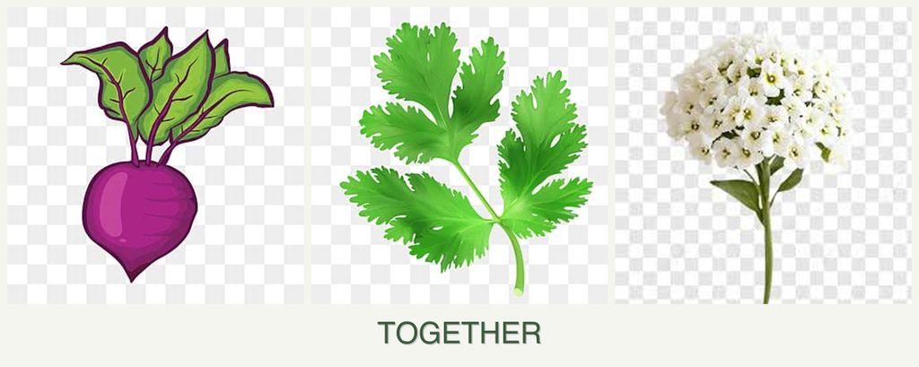 Can you plant beets, parsley and alyssum together?