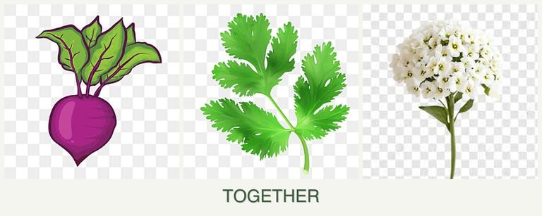 Can you plant beets, parsley and alyssum together?