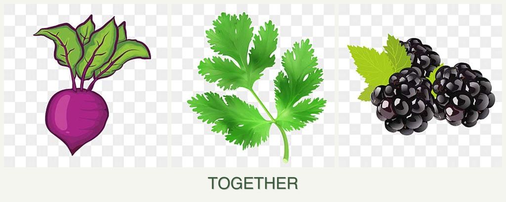 Can you plant beets, parsley and blackberries together?