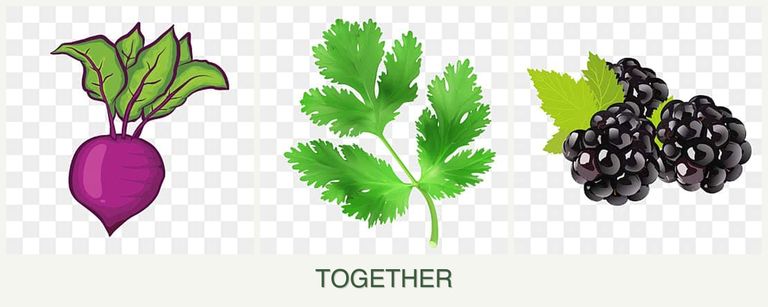 Can you plant beets, parsley and blackberries together?