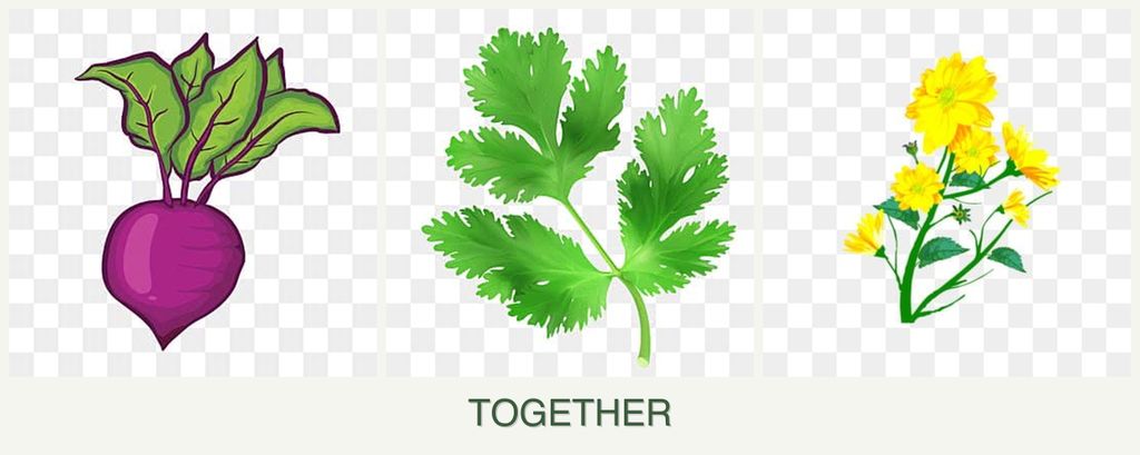 Can you plant beets, parsley and calendula together?