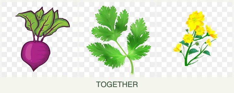 Can you plant beets, parsley and calendula together?