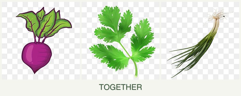 Can you plant beets, parsley and chives together?