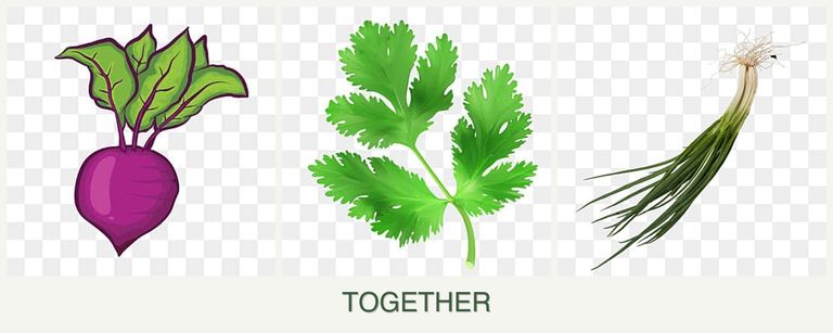 Can you plant beets, parsley and chives together?