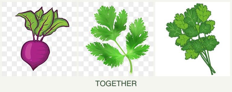 Can you plant beets, parsley and cilantro together?