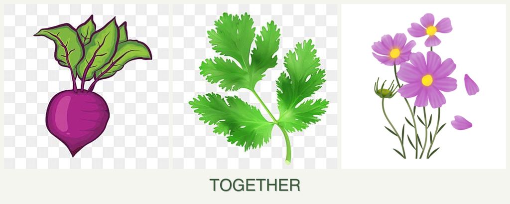 Can you plant beets, parsley and cosmos together?