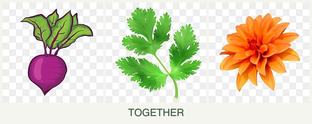 Can you plant beets, parsley and dahlias together?