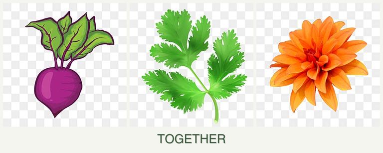 Can you plant beets, parsley and dahlias together?
