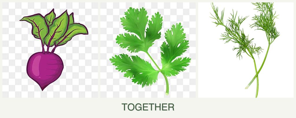 Can you plant beets, parsley and dill together?