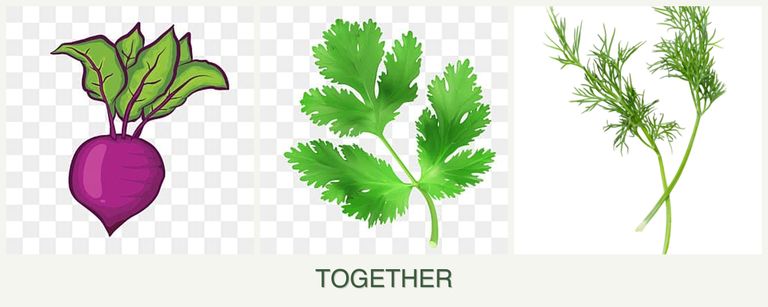 Can you plant beets, parsley and dill together?