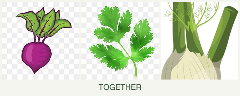 Can you plant beets, parsley and fennel together?