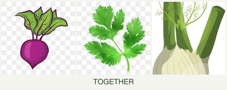Can you plant beets, parsley and fennel together?