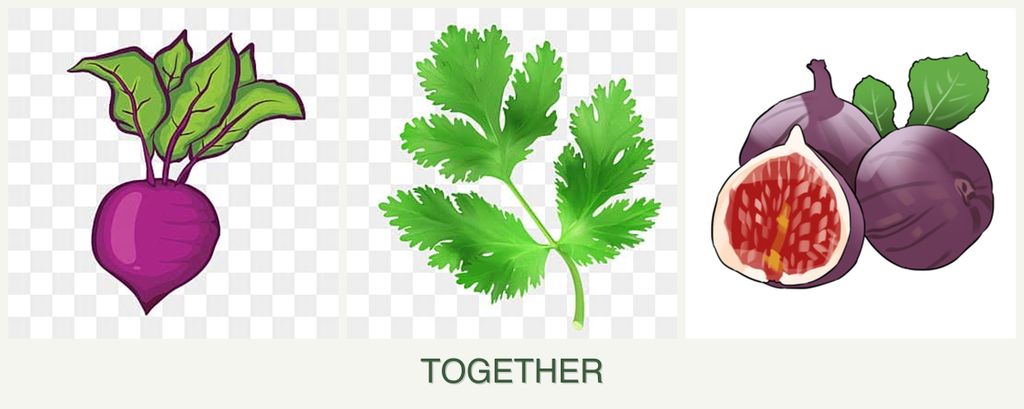 Can you plant beets, parsley and figs together?