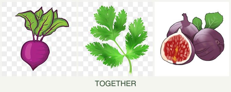 Can you plant beets, parsley and figs together?