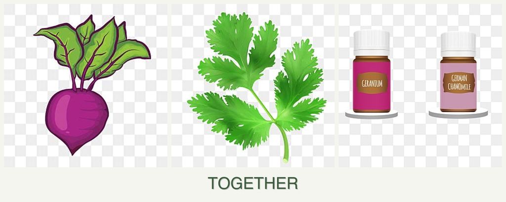 Can you plant beets, parsley and geraniums together?