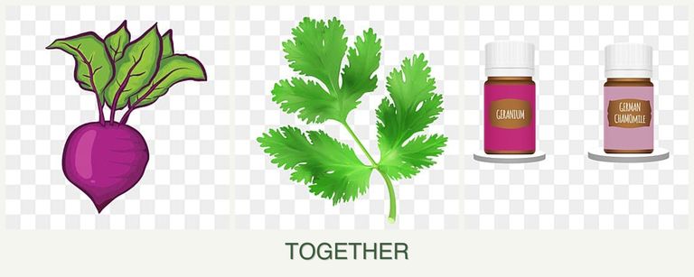 Can you plant beets, parsley and geraniums together?
