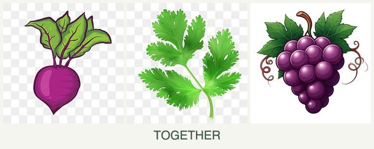 Can you plant beets, parsley and grapes together?