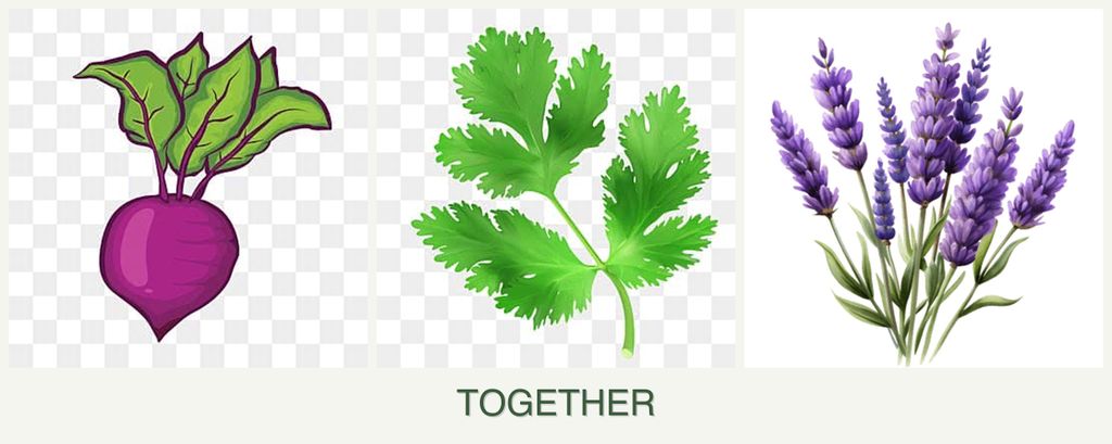 Can you plant beets, parsley and lavender together?