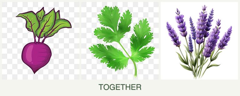 Can you plant beets, parsley and lavender together?