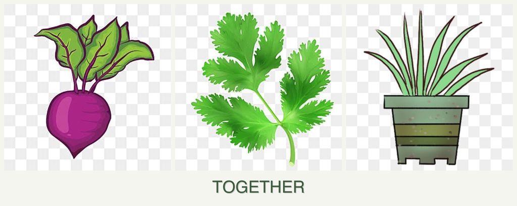Can you plant beets, parsley and lemongrass together?