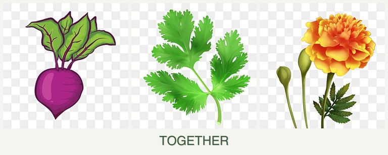 Can you plant beets, parsley and marigolds together?