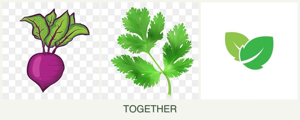 Can you plant beets, parsley and mint together?