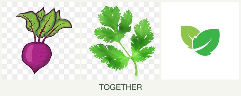 Can you plant beets, parsley and mint together?