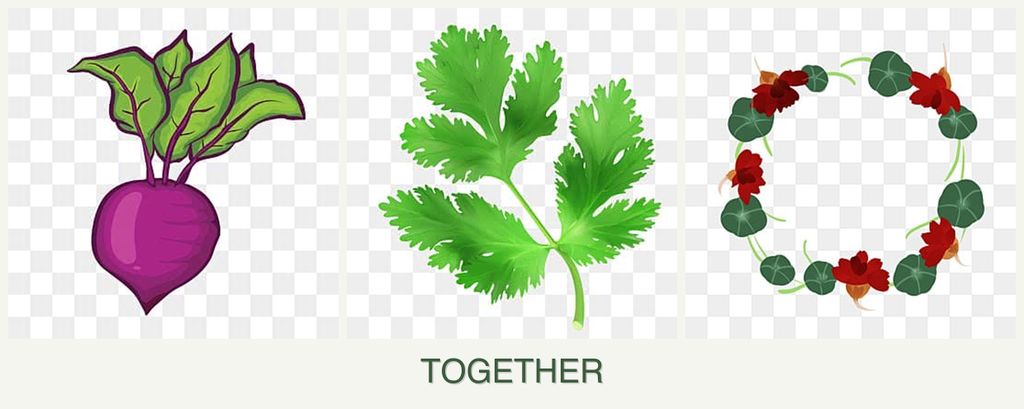 Can you plant beets, parsley and nasturtiums together?