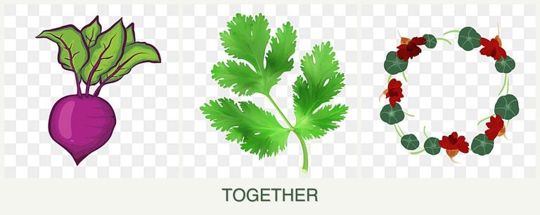Can you plant beets, parsley and nasturtiums together?