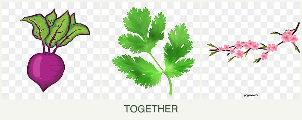 Can you plant beets, parsley and peaches together?