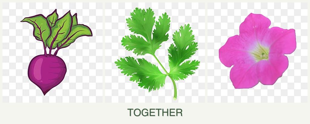 Can you plant beets, parsley and petunias together?