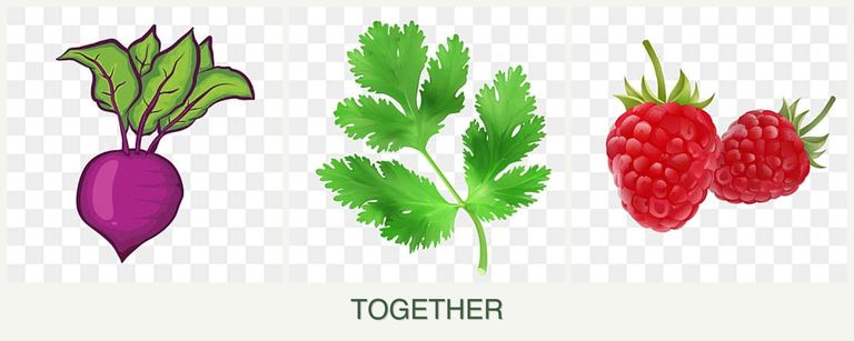 Can you plant beets, parsley and raspberries together?