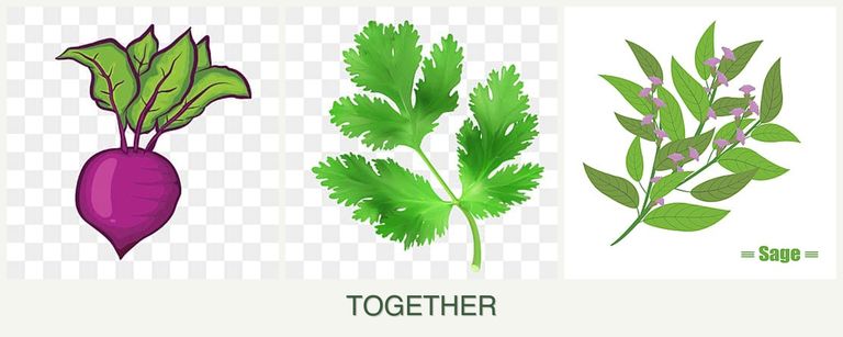 Can you plant beets, parsley and sage together?