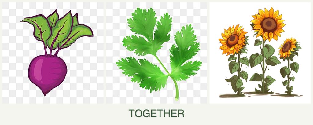 Can you plant beets, parsley and sunflowers together?