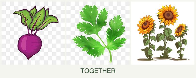Can you plant beets, parsley and sunflowers together?
