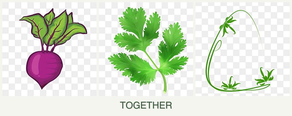 Can you plant beets, parsley and tarragon together?