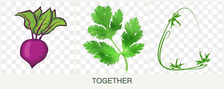 Can you plant beets, parsley and tarragon together?