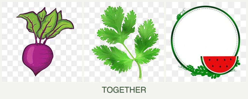 Can you plant beets, parsley and watermelons together?