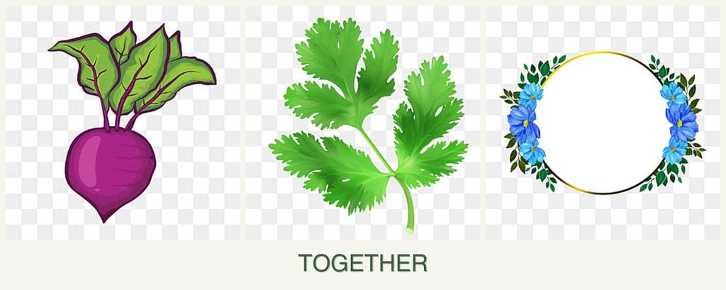 Can you plant beets, parsley and zinnias together?