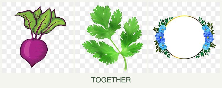 Can you plant beets, parsley and zinnias together?