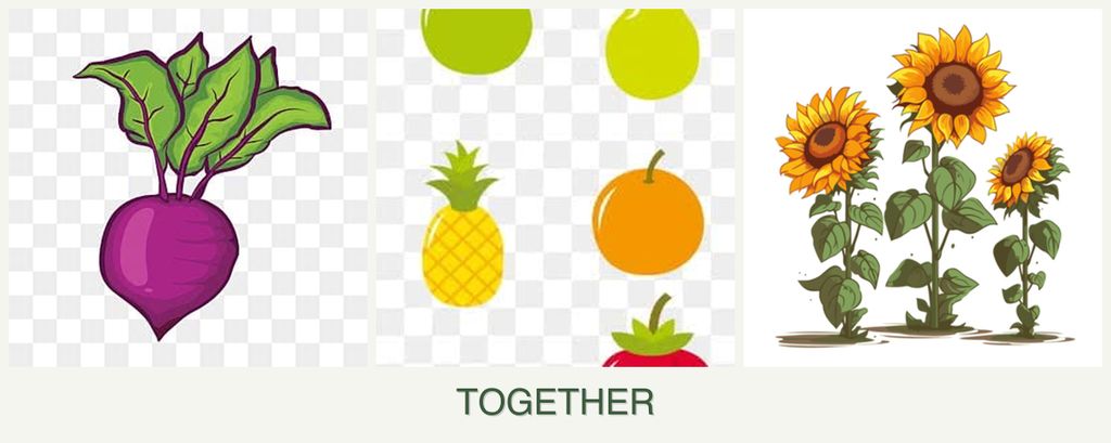 Can you plant beets, pears and sunflowers together?
