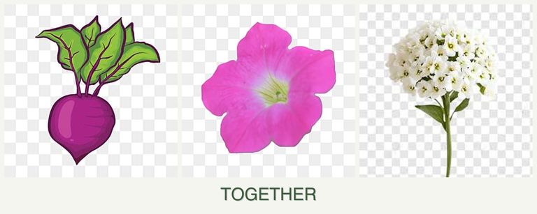 Can you plant beets, petunias and alyssum together?