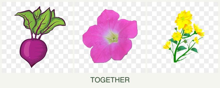 Can you plant beets, petunias and calendula together?