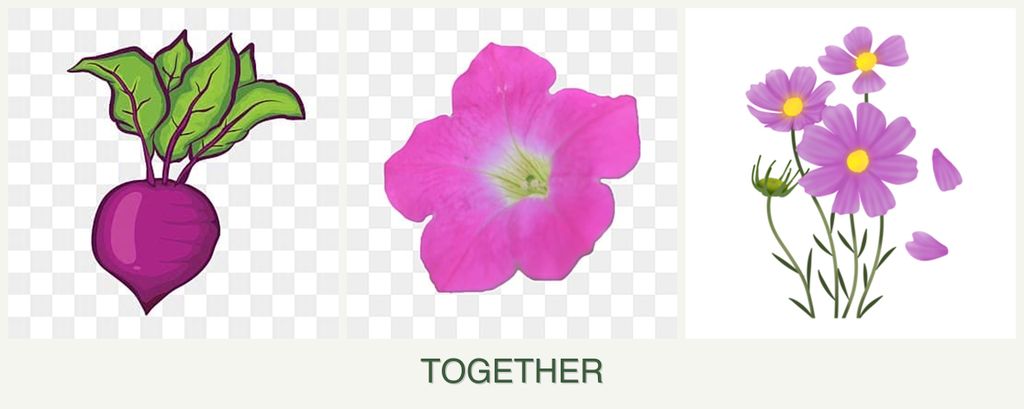 Can you plant beets, petunias and cosmos together?