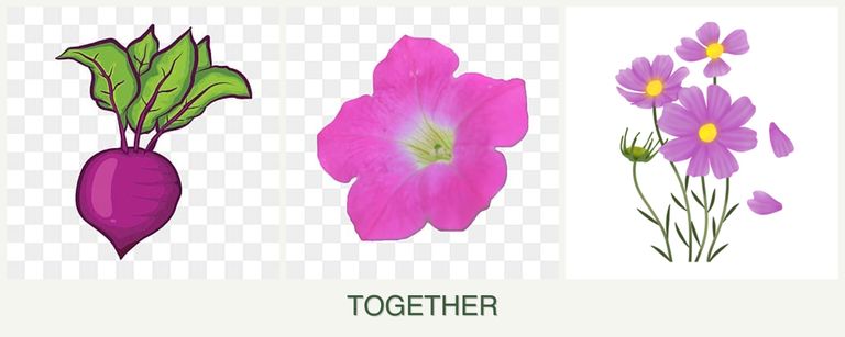 Can you plant beets, petunias and cosmos together?