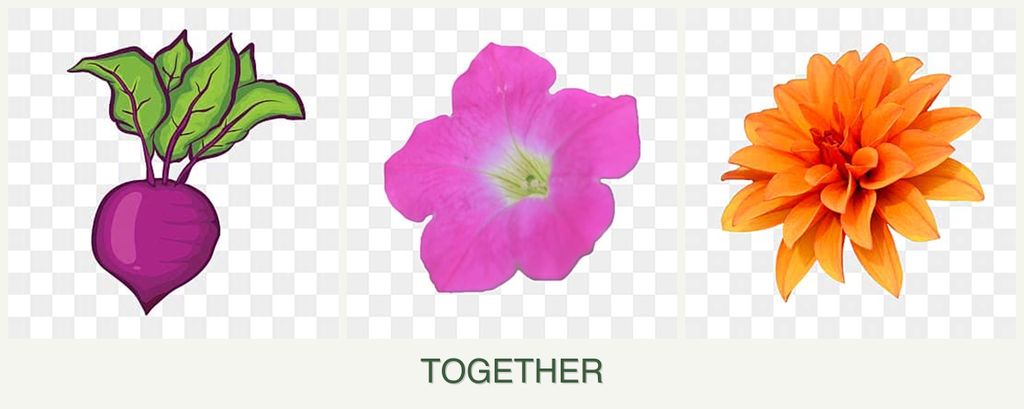 Can you plant beets, petunias and dahlias together?