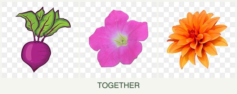 Can you plant beets, petunias and dahlias together?