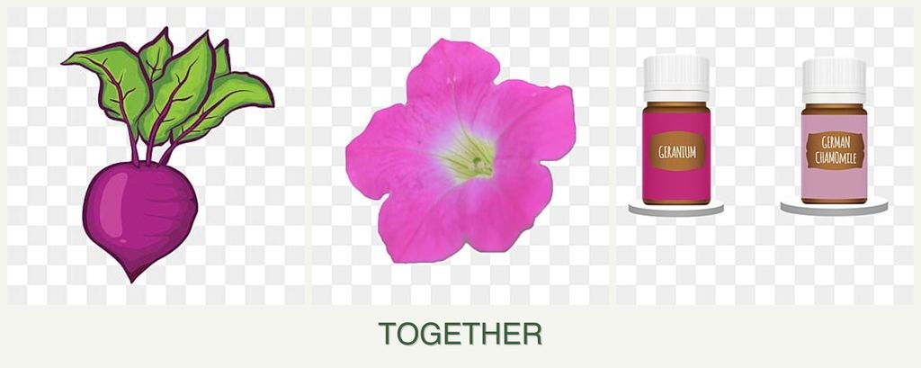 Can you plant beets, petunias and geraniums together?