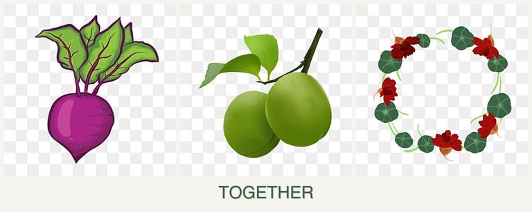 Can you plant beets, plums and nasturtiums together?