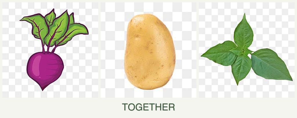 Can you plant beets, potatoes and basil together?